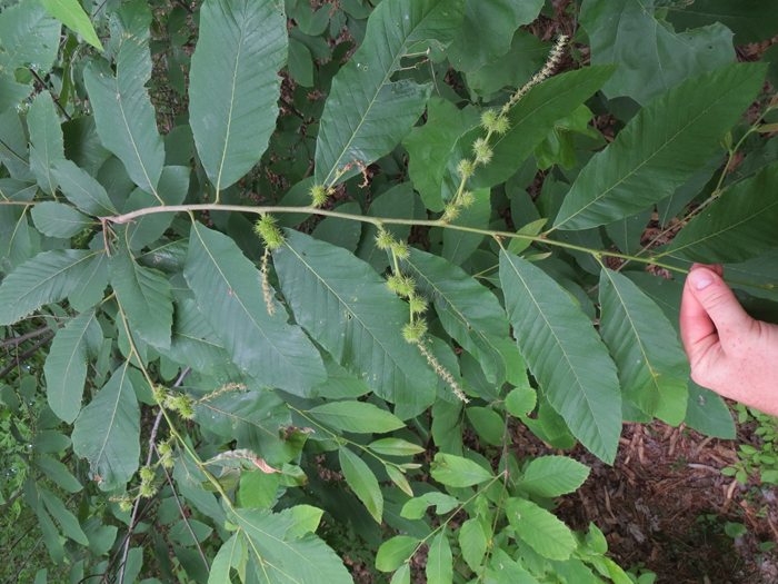 alleghany_chinquapin2s